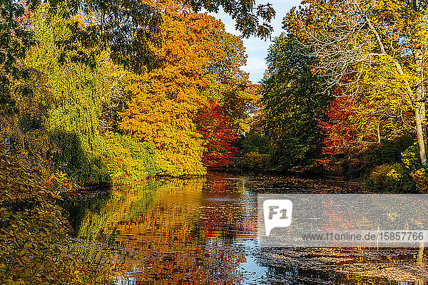 Herbstlaub bunte Bäume umgeben den Teich.