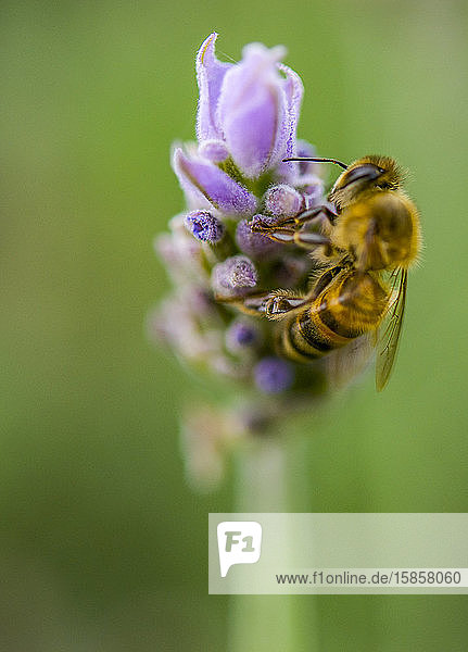 Biene landet auf Lavendelblume