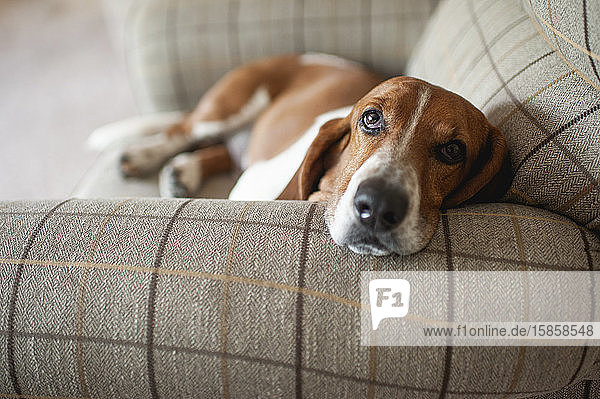 Basset-Hundehund entspannt sich zu Hause in einem großen karierten Stuhl