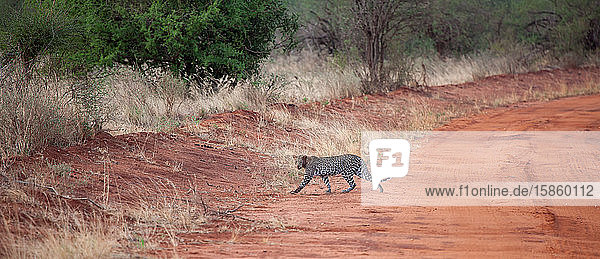 Leopard überquert die Straße in Kenia