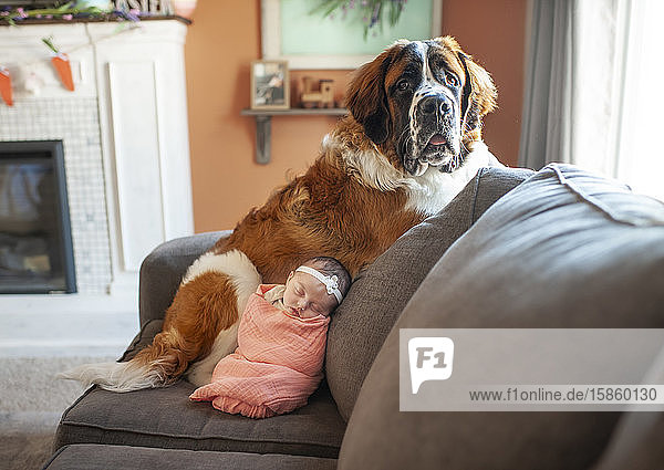 Newborn baby girl snuggling with large dog at home on the couch