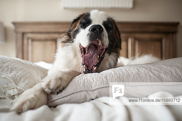 Großer Hund gähnt  während er zu Hause im Bett auf einem Kissen liegt