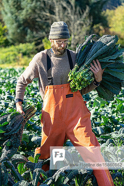 Stolzer Landwirt mit einer riesigen Ernte an Bio-Kohl am Herbsttag