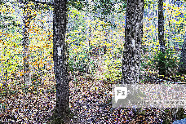 Trailblazes on trees showing the path ahead
