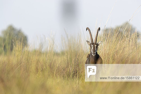 eine Rappenantilope steht zwischen hohem Gras und schaut in unsere Richtung