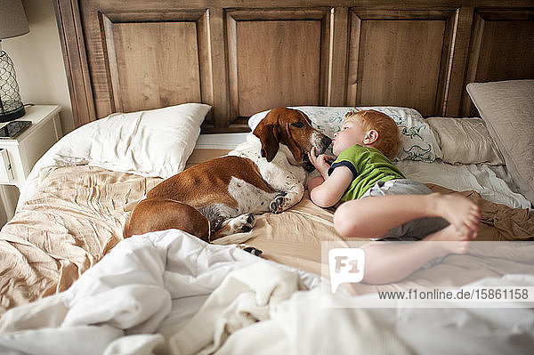 Toddler boy kissing a basset hound dog next to him at home in bed