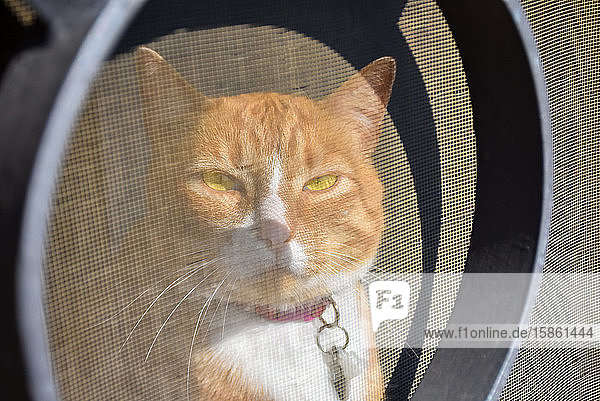 eine rothaarige Katze an einem Fenster hinter einem Moskitonetz  die an einem sonnigen Tag ein Sonnenbad nimmt. Die Katze genießt einen heißen Sommertag und schaut durch das Fenster mit gelbem Editorial. Horizontale Aufnahme