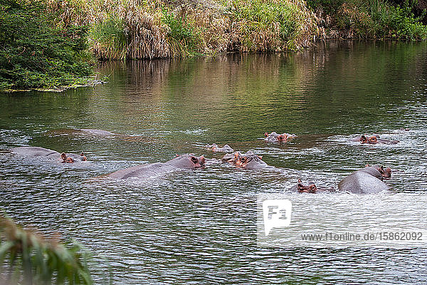 Nilpferde im Wasser  Kenia Mzima Springs