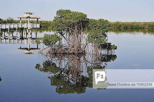 Nachdenken in den Florida Everglades