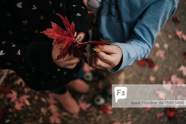 Kinder  die an einem Herbsttag mit Blättern spielen