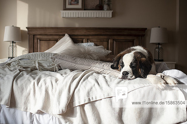 Schlafender Hund am Ende eines unordentlichen Bettes zu Hause in ziemlich hellem Licht