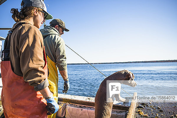 Bootshundevereinigung für Aquakultur-Muscheltiere in der Bucht von Narragansett