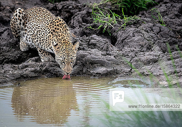 Ein Leopard  Panthera pardus  lässt sich herab  um Wasser aus einem Wasserloch aufzusaugen