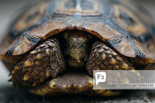 Eine Schildkröte  Stigmochelys pardalis  zieht ihren Kopf in den Panzer zurück