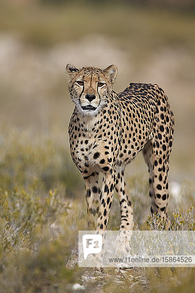Gepard (Acinonyx jubatus)  Kgalagadi Transfrontier Park  der den ehemaligen Kalahari Gemsbok National Park umfasst  Südafrika  Afrika