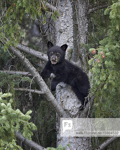Schwarzbär (Ursus americanus) Junges des Jahres in einem Baum  Yellowstone National Park  Wyoming  Vereinigte Staaten von Amerika  Nord-Amerika