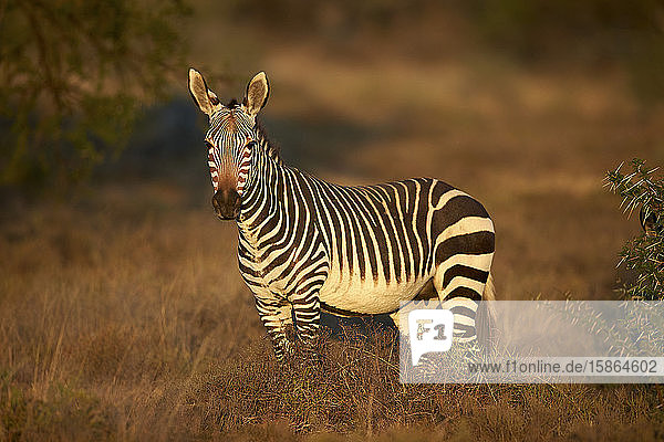 Kap-Bergzebra (Equus zebra zebra) Stute  Mountain Zebra National Park  Südafrika  Afrika