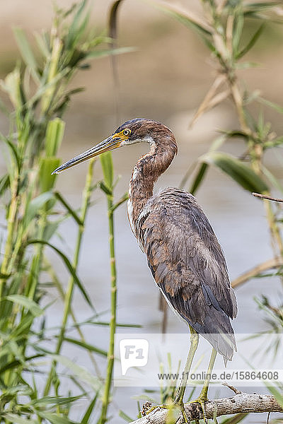 An adult tricolored heron (Egretta tricolor) in a stream San Jose del Cabo Baja California Sur Mexico North America