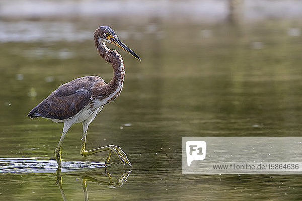 An adult tricolored heron (Egretta tricolor) stalking prey in a stream San Jose del Cabo Baja California Sur Mexico North America