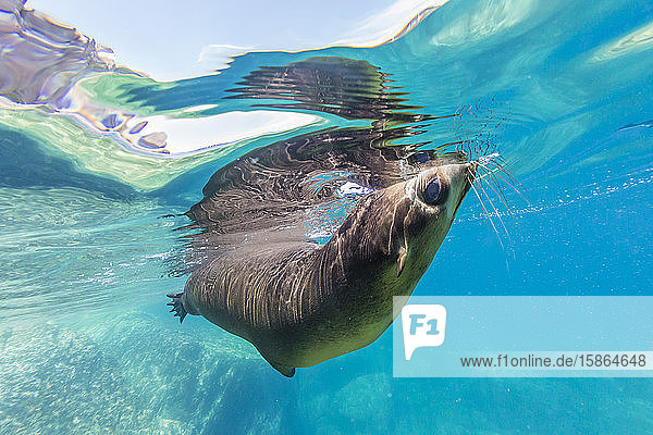 Ausgewachsener Kalifornischer Seelöwe (Zalophus californianus) unter Wasser bei Los Islotes  Baja California Sur  Mexiko  Nordamerika