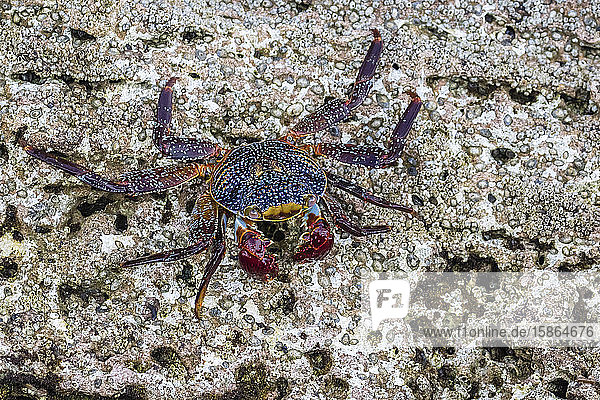 Adult Sally Lightfoot crab (Grapsus grapsus) at low tide on Punta Colorado Isla San Jose Baja California Sur Mexico North America