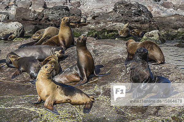 Adult male Guadalupe fur seal (Arctocephalus townsendi) amongst California sea lions Isla San Pedro Martir Baja California Mexico North America