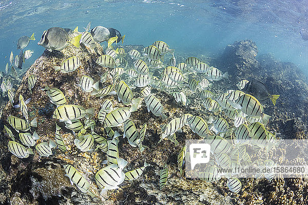 Ein großer Schwarm von Sträflingsschwänzen (Acanthurus triostegus) am einzigen lebenden Riff in der Sea of Cortez  Cabo Pulmo  Baja California Sur  Mexiko  Nordamerika