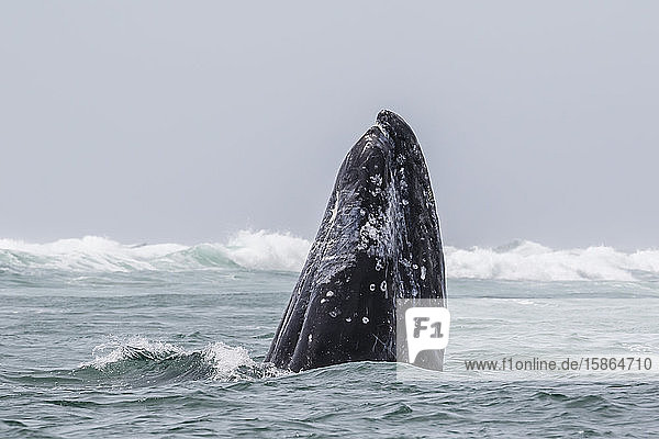 Adult California gray whale (Eschrichtius robustus) spy-hopping in San Ignacio Lagoon Baja California Sur Mexico North America