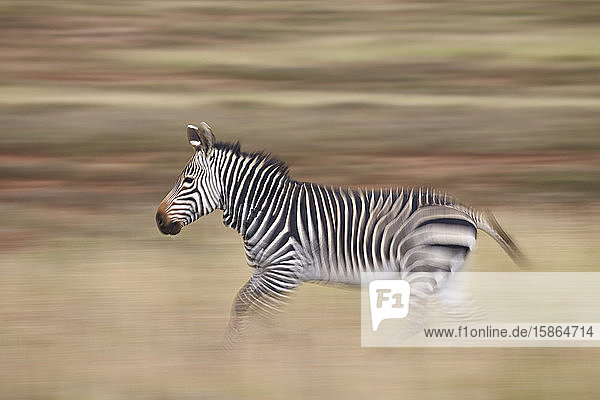 Kap-Bergzebra (Equus zebra zebra) beim Laufen  Mountain Zebra National Park  Südafrika  Afrika