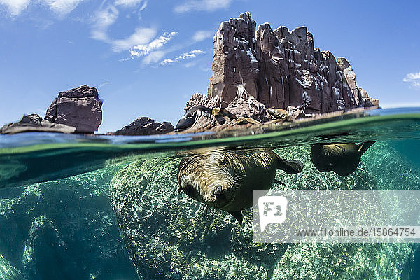 California sea lions (Zalophus californianus) half above and half below at Los Islotes Baja California Sur Mexico North America