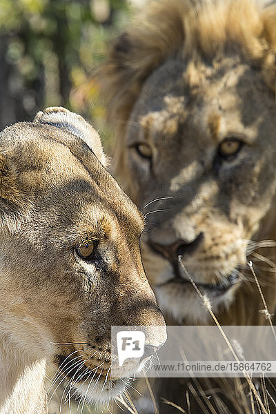 Löwen (Panthera leo)  Etosha-Nationalpark  Namibia  Afrika