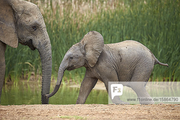 Junger Afrikanischer Elefant (Loxodonta africana)  Addo Elephant National Park  Südafrika  Afrika