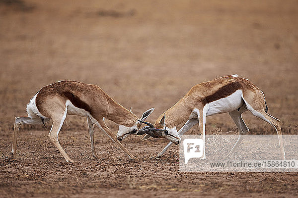 Zwei Springbockböcke (Antidorcas marsupialis) im Kampf  Kgalagadi Transfrontier Park  der den ehemaligen Kalahari Gemsbok National Park umfasst  Südafrika  Afrika