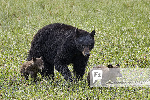 Schwarzbärensau (Ursus americanus) und zwei Schokoladen-Jungtiere  Yellowstone National Park  Wyoming  Vereinigte Staaten von Amerika  Nordamerika
