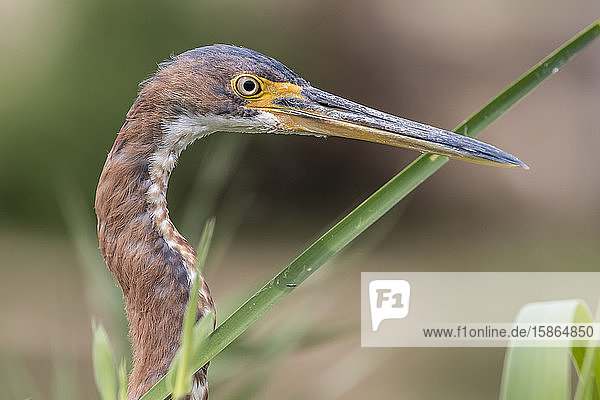 An adult tricolored heron (Egretta tricolor) head detail San Jose del Cabo Baja California Sur Mexico North America
