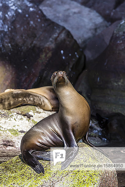 California sea lion (Zalophus californianus) on Isla San Pedro Martir Baja California Mexico North America