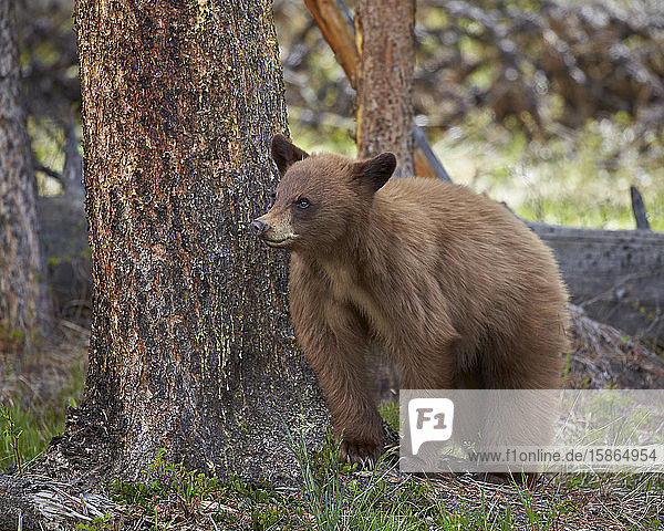 Zimtschwarzbär (Ursus americanus)  Yellowstone National Park  Wyoming  Vereinigte Staaten von Amerika  Nordamerika