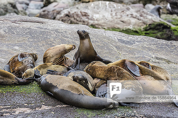 California sea lions (Zalophus californianus) hauled out on Isla San Pedro Martir Baja California Mexico North America