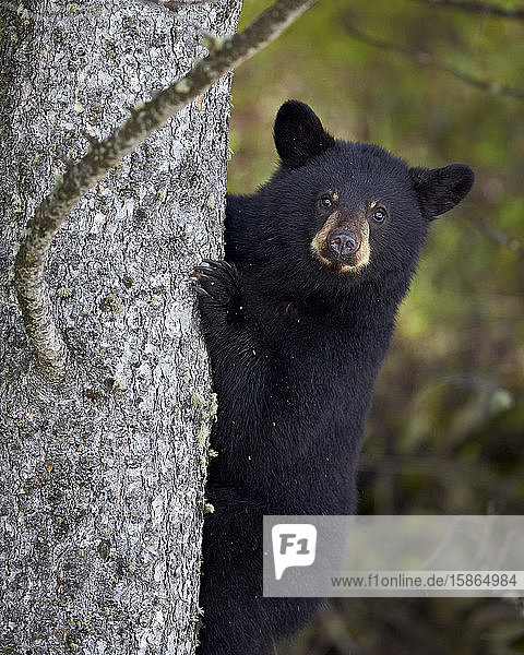 Schwarzbär (Ursus americanus)  einjähriges Jungtier  das auf einen Baum klettert  Yellowstone National Park  Wyoming  Vereinigte Staaten von Amerika  Nordamerika