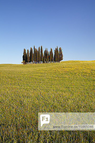 Gruppe von Zypressen  in der Nähe von San Quirico  Val d'Orcia (Orcia-Tal)  UNESCO-Weltkulturerbe  Provinz Siena  Toskana  Italien  Europa
