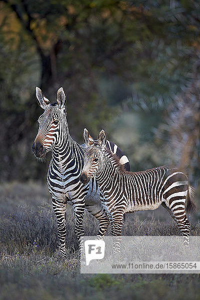 Kap-Bergzebra (Equus zebra zebra)  Stute und Fohlen  Mountain Zebra National Park  Südafrika  Afrika