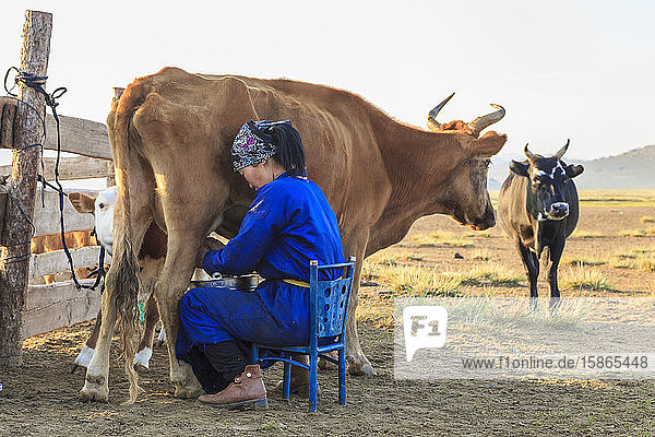 Sitzende Frau in traditioneller Kleidung (deel) melkt Kuh  Sommerdämmerung  Nomadenlager  Gurvanbulag  Bulgan  Nördliche Mongolei  Zentralasien  Asien