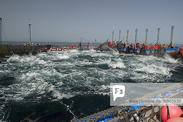 Almadraba Atlantic bluefin tuna fishery is a maze of nets from which the tuna cannot escape as they always swim east to spawn  Andalucia  Spain  Europe