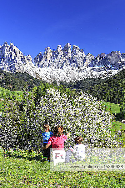 Family on green meadow admires the flowering trees at the foot of Odle  Funes Valley  South Tyrol  Dolomites  Italy  Europe