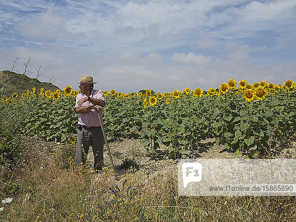 Farmer by sunflower fields  Andalucia  Spain  Europe