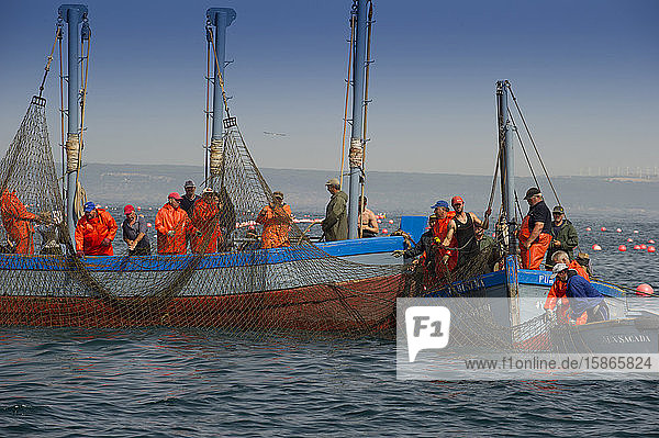 Die Fischerei auf Roten Thun in Almadraba besteht aus einem Labyrinth von Netzen; das letzte Netz (copo) wird von Hand an die Oberfläche gezogen  Andalusien  Spanien  Europa