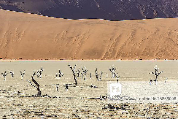 Deadvlei  eine weiße Lehmpfanne  umgeben von den höchsten Sanddünen der Welt  Namib-Wüste; Namibia