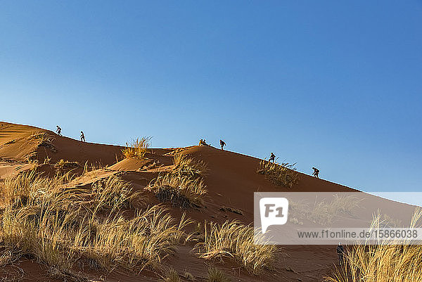Touristen klettern bergauf auf der Elim-Düne  Sesriem  Namib-Wüste; Namibia