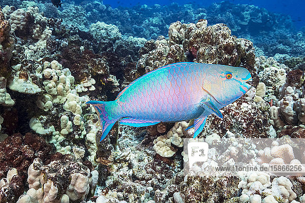 The terminal or final phase of a Palenose parrotfish (Scarus psittacus); Hawaii United States of America