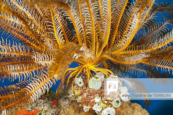 A close look at the feet or cirri of Bennett's feather star (Oxycomanthus bennetti) as it stands on a reef in Fiji to catch passing food in the current; Fiji